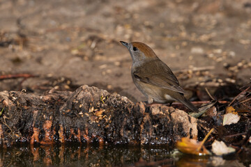 curruca capirotada posada en el suelo del bosque  (Sylvia atricapilla) 