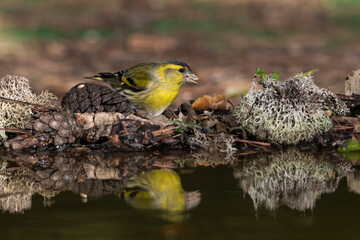 Jilguero lúgano posado en el borde del estanque y reflejado en el agua (Carduelis spinus)