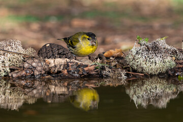 Jilguero lúgano posado en el borde del estanque y reflejado en el agua (Carduelis spinus)