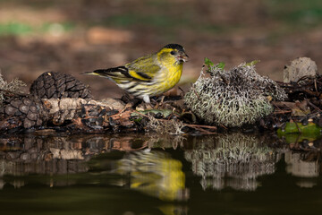 Jilguero lúgano posado en el borde del estanque y reflejado en el agua (Carduelis spinus)