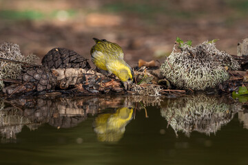 Jilguero lúgano posado en el borde del estanque y reflejado en el agua (Carduelis spinus)
