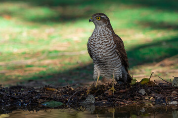 gavilán común posado en el suelo del bosque mediterráneo junto a un estanque (Accipiter nisus)