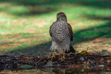gavilán común posado en el suelo del bosque mediterráneo junto a un estanque (Accipiter nisus)