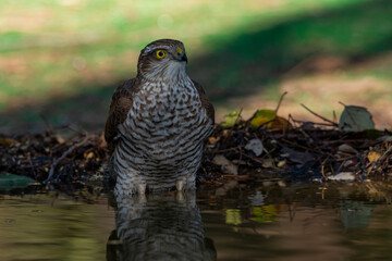 gavilán común posado en el suelo del bosque mediterráneo junto a un estanque (Accipiter nisus)