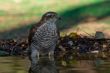 gavilán común posado en el suelo del bosque mediterráneo junto a un estanque (Accipiter nisus)