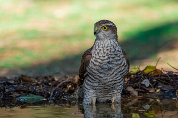 gavilán común posado en el suelo del bosque mediterráneo junto a un estanque (Accipiter nisus)