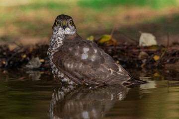  gavilán común bañándose en el estanque del bosque mediterráneo  (Accipiter nisus)​​ 