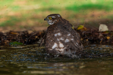   gavilán común bañándose en el estanque del bosque mediterráneo  (Accipiter nisus)​​