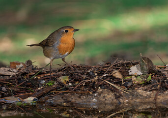 petirrojo europeo posado sobre el suelo del parque​ (Erithacus rubecula) 