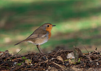 petirrojo europeo​ posado en el suelo del bosque  mediterráneo con fondo verde (Erithacus rubecula) Ojén Andalucía España	