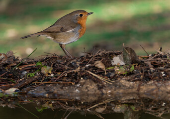 Fototapeta premium petirrojo europeo en el estanque del bosque ​ (Erithacus rubecula) 