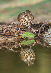 zorzal común reflejado en el agua del estanque (Turdus philomelos) 