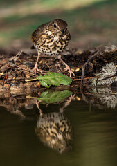zorzal común reflejado en el agua del estanque (Turdus philomelos) 