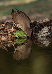zorzal común bebiendo y reflejado en el estanque del bosque (Turdus philomelos) 