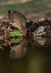 zorzal común bebiendo y reflejado en el estanque del bosque (Turdus philomelos) 