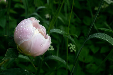 Peony Bloom after a Rain