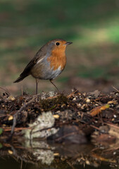 petirrojo europeo en el borde del estanque del bosque mediterráneo ​ (Erithacus rubecula) Ojén Andalucía España	