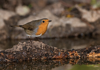 petirrojo europeo​ posado el un tronco dentro del estanque (Erithacus rubecula) 