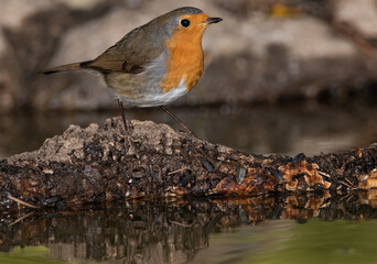 petirrojo europeo​ posado en un tronco dentro del estanque del bosque mediterráneo (Erithacus rubecula) Ojén Andalucía España	