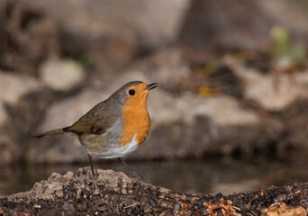 petirrojo europeo​ posado en un tronco con corcho dentro del estanque (Erithacus rubecula) Ojén Andalucía España	
