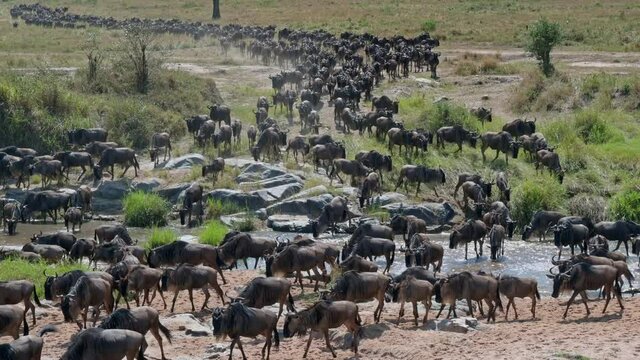 blue wildebeest (Connochaetes mearnsi) on great migration thru Serengeti National Park crossing a small river, Tanzania, Africa