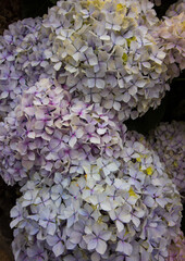 Six pink and white hydrangeas