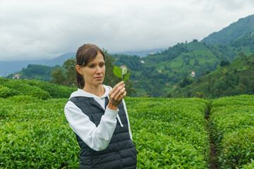 Woman inspects the tea fields and selects best teas by examining tea leaves. Organic farming in the...