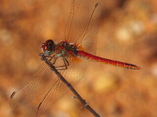 Red-veined Darter (Sympetrum fonscolombii)