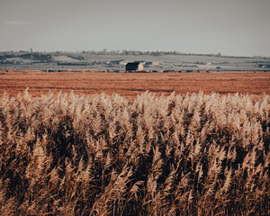 landscape in the field