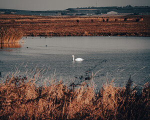 swan on the lake