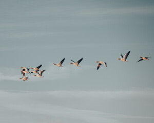 geese in flight