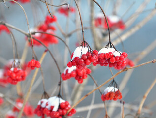 Guelder rose (Viburnum opulus) berries ripen on the branch of the bush