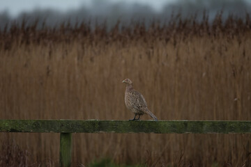 female phesent  perching on a fence