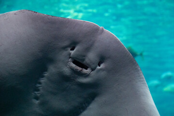 Fototapeta premium Stachelrochen