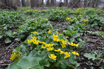Caltha palustris grows in the moist alder forest