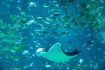 Stachelrochen Mantarochen Teufelsrochen