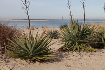 Dune du Pyla au bassin d’Arcachon, la plus haute dune d’Europe