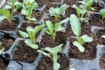 Seedlings of cabbage grown in plastic cassettes.
