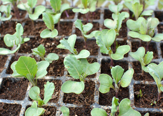 Seedlings of cabbage grown in plastic cassettes.