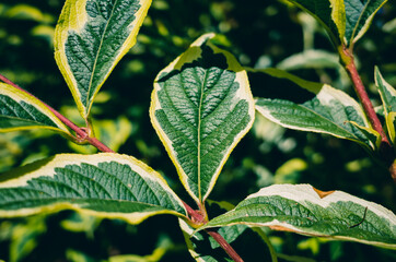 leaves of a tree