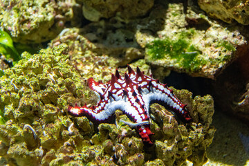 Lincks Walzenseestern (Protoreaster linckii) Seestern