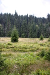 This photograph was taken in the middle of summer 2021. It comes from the Czech countryside near a small village called Modrava. It captures the wild nature of the Sumava mountains.