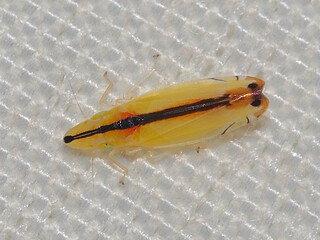 Two-spotted Leafhopper (Sophonia orientalis)