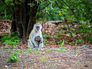 Female Vervet Monkey (Chlorocebus pygerythrus) with young in the Veldt in Zimbabwe, Africa