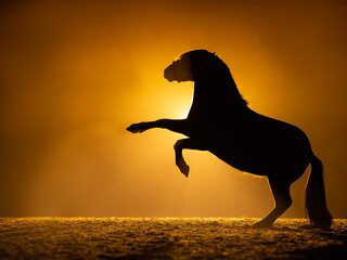 Side view of a silhouette of a small prancing Shetland Pony in a orange smokey atmosphere. A bright lamp lights the smoke behind the horse.