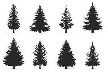 Pine trees collection. Conifer tree silhouettes on the white background Collection. Bundle of trees.