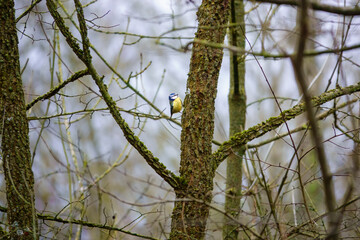 a blue tit (Cyanistes caeruleus) picking food from fir tree trunk bark