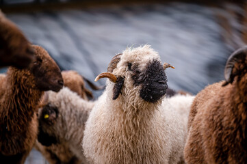 Famous Valais sheep. Valais Blacknose sheep in rainy day. Switzerland. - obrazy, fototapety, plakaty