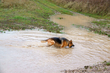 a german shepherd alsation bitch (Canis lupus familiaris) plays in a deep muddy water puddle 