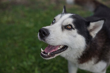 Portrait of a Siberian husky with heterochromia outdoor